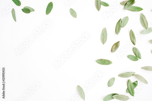 frame with green petals isolated on white background. flat lay, top view