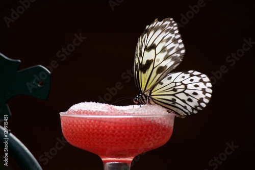 Butterfly Sipping Nectar