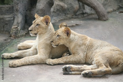 Two Lion