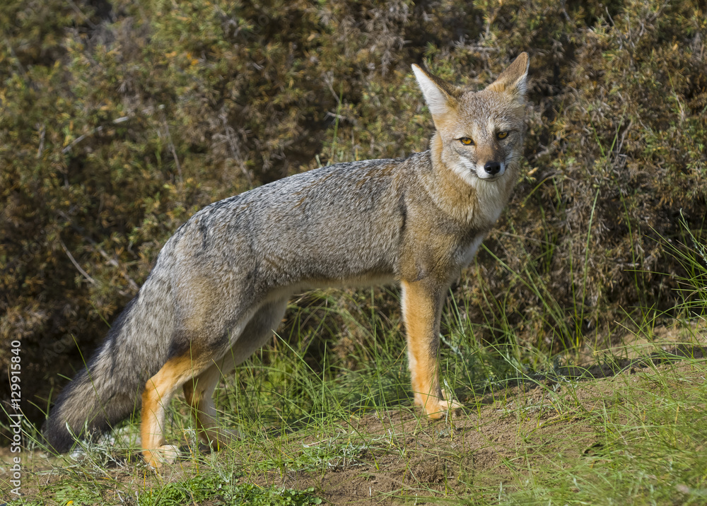 Pampas Grey fox, La Pampa, Argentina