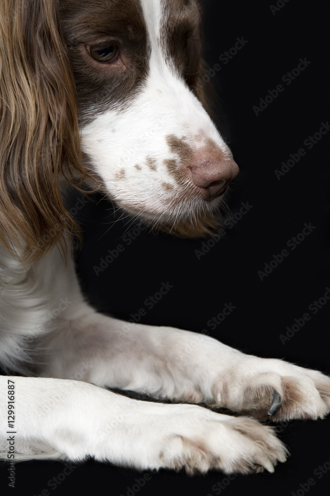 Closeup of English Springer Spaniel against black background Closeup of English Springer Spaniel against black background