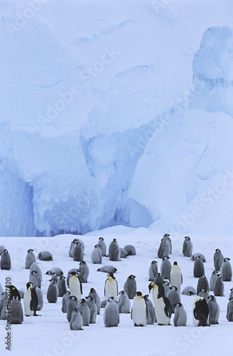 Emperor Penguin (Aptenodytes forsteri) colony