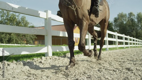 CLOSE UP: Stunning dark brown gelding trotting in sandy manege at horse ranch