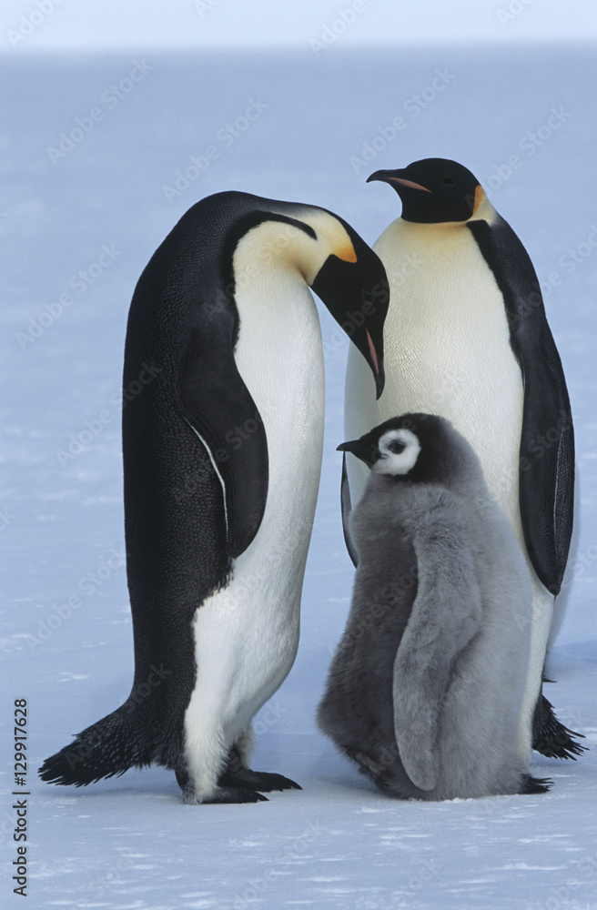 Fototapeta premium Antarctica Weddel Sea Atka Bay Emperor Penguin Family