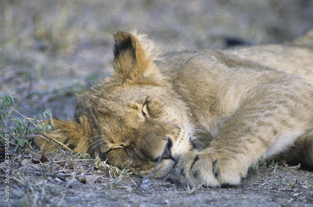 Fototapeta premium Lion sleeping on savannah close-up