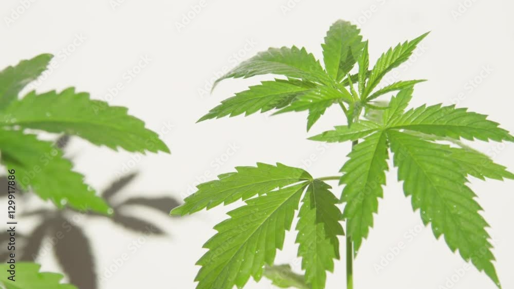 SLOW MOTION, CLOSE UP: Small water drops dropping from the cannabis leaves SLOW MOTION, CLOSE UP: Small water drops dropping from the cannabis leaves