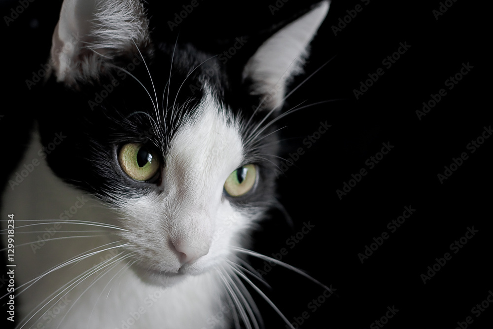 Cat Portrait Black Background