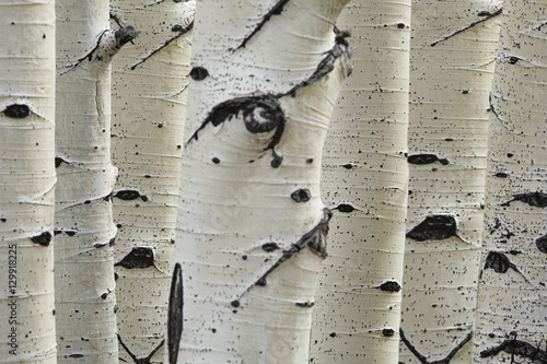 Fényképezés Birch trees in a row close-up of trunks