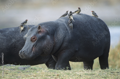 Hippopotamus (Hippopotamus Amphibius) with birds on back