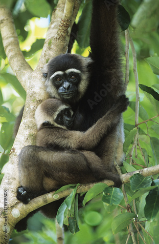 Squirrel Monkey embracing young in tree