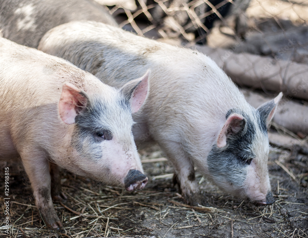Two pink pigs on a farm