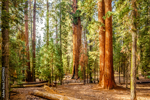 Dekoracja na wymiar  sequoia-national-park-at-autumn