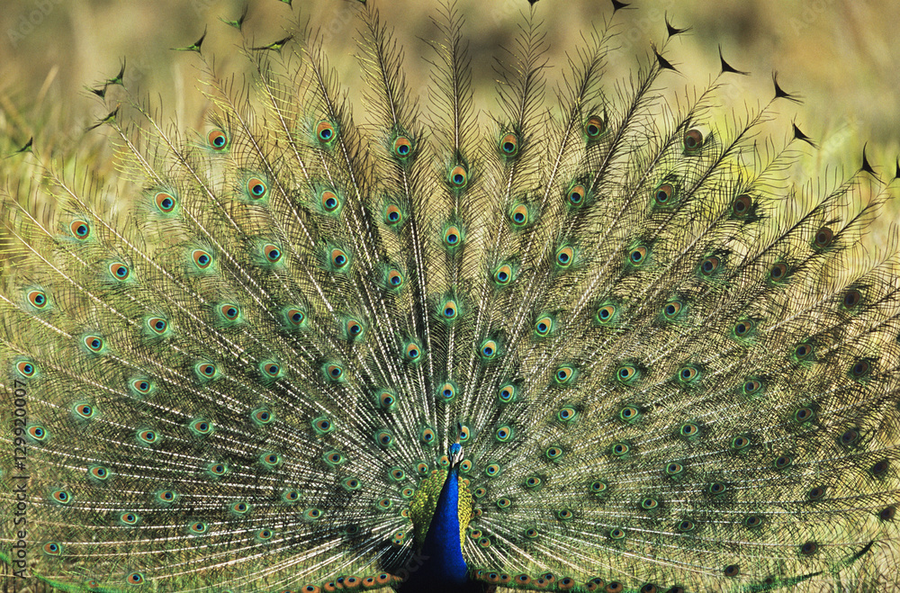 Obraz premium Peacock displaying feathers