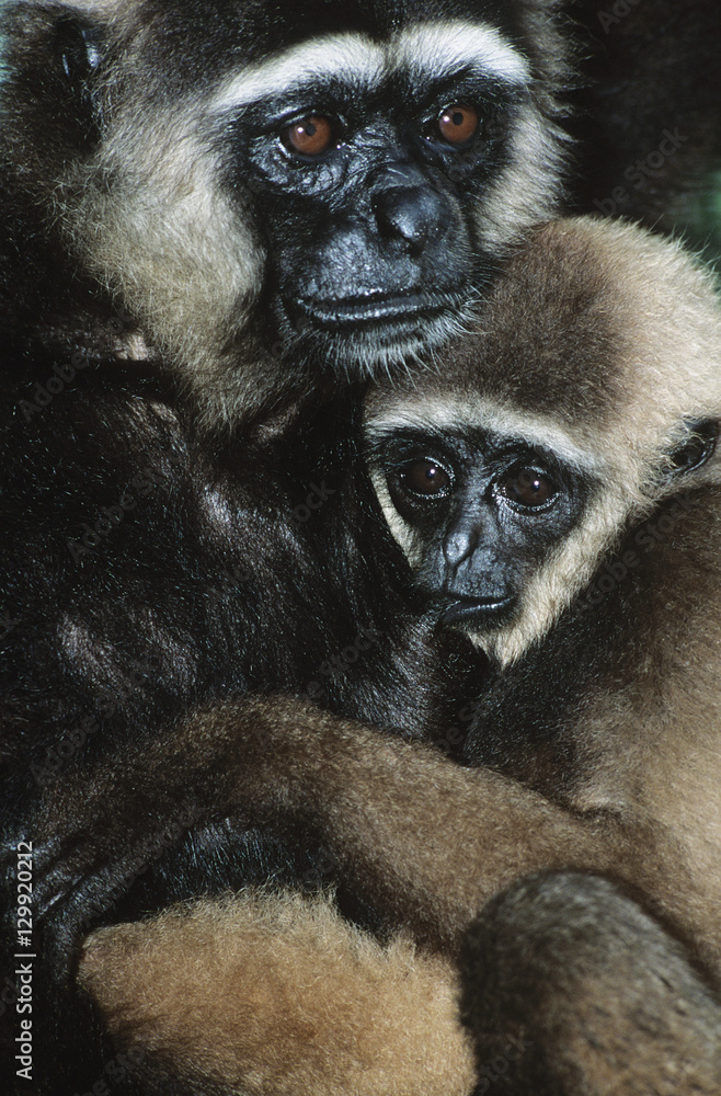 Obraz premium Squirrel Monkey embracing young close-up