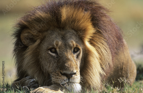 Male Lion lying on savannah