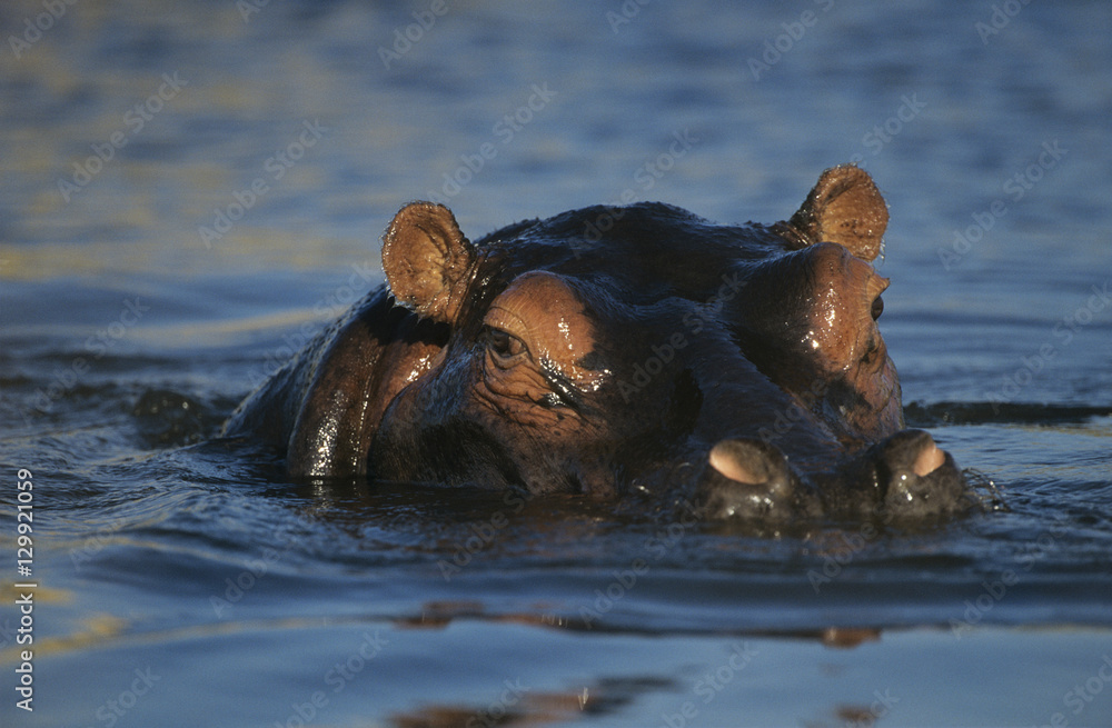 Fototapeta premium Hippopotamus (Hippopotamus Amphibius) bathing in waterhole