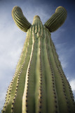 Saguaro cactus low angle view