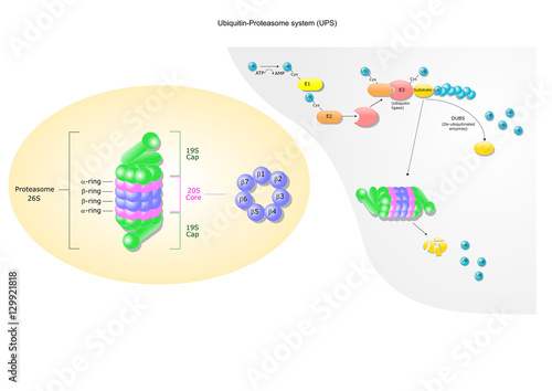 structure of the proteasome and the ubiquitin-proteasome system (UPS)