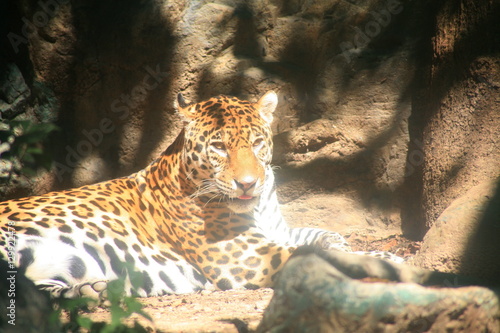 Fototapeta Naklejka Na Ścianę i Meble -  Jaguar