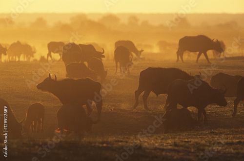 Cape Buffalo  Syncerus Caffer  grazing on savannah at sunset