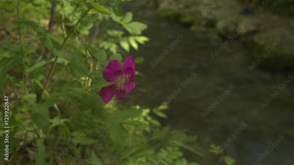 Beautiful purple flower in front of crystal clear mountain river in sunny forest Beautiful purple flower in front of crystal clear mountain river in sunny forest