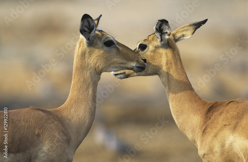 Two Deer face to face outdoors