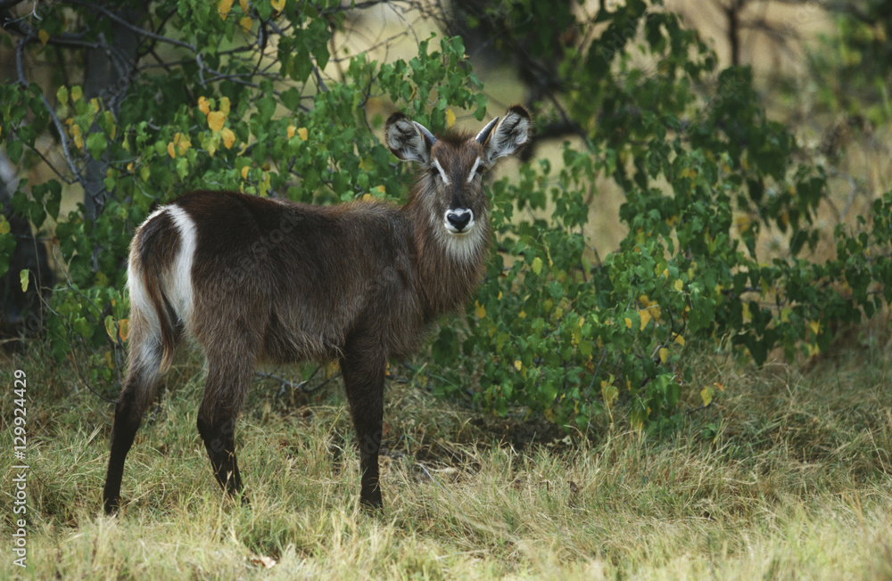 Obraz premium Female Waterbuck (Kobus ellipsiprymnus)