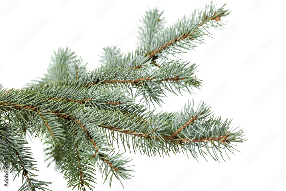 green fir branch