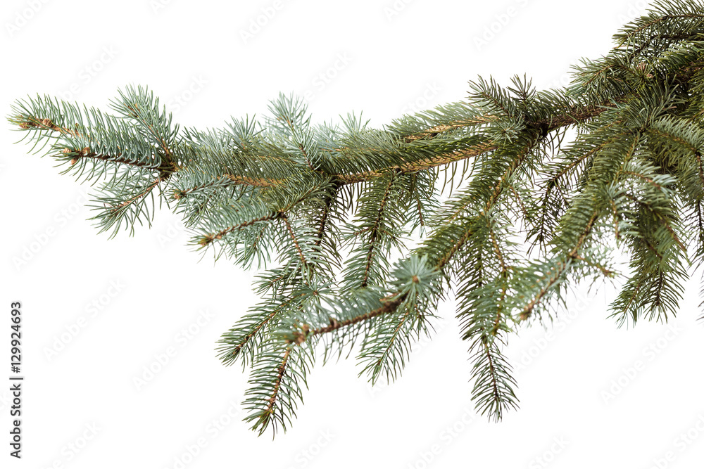 green fir branch