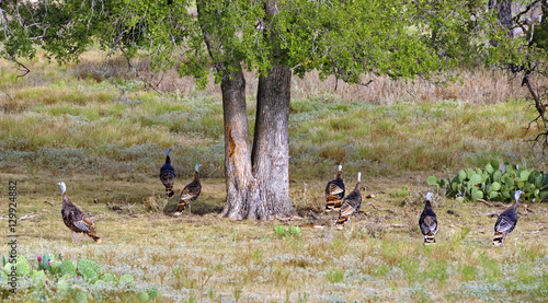 Wild Turkeys in Texas ranch country