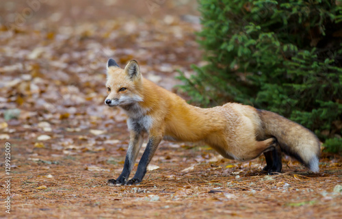 Red fox (Vulpes vulpes) stretching in Algonquin Park, Canada © Jim Cumming