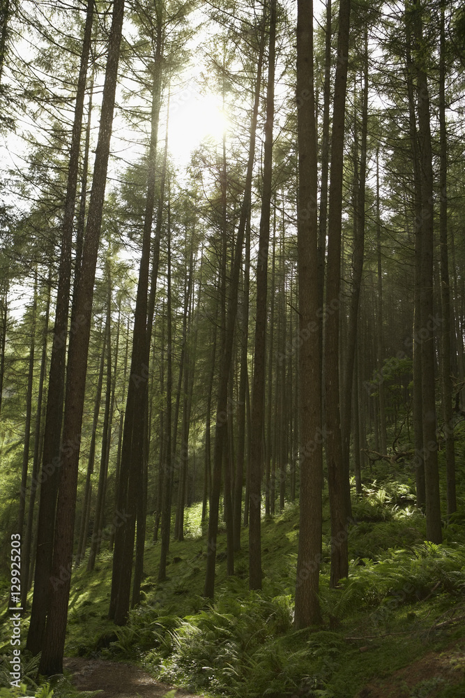 Sunlight shining through trees in forest Sunlight shining through trees in forest