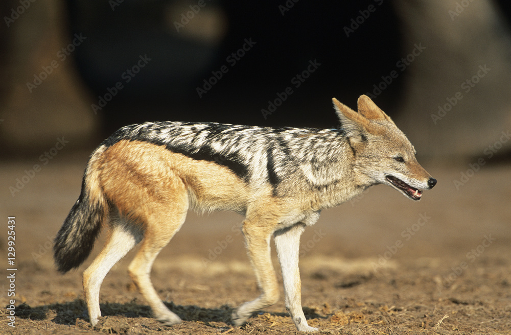 Black-backed Jackal (Canis Mesomelas) on savannah Black-backed Jackal (Canis Mesomelas) on savannah