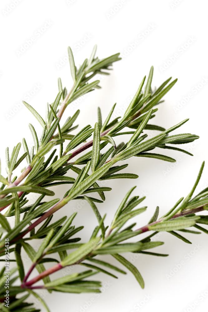 Fototapeta premium ローズマリー Rosemary