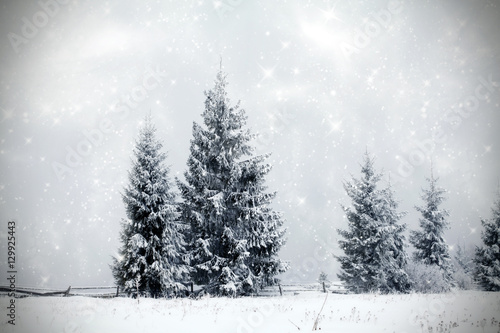 Winter landscape with snowy fir trees