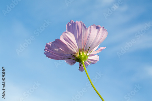 single pink cosmos flower on clear blue sky