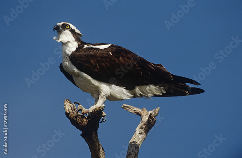 Osprey (Pandion haliaetus) perching on branch