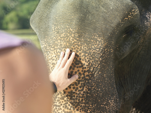 Closeup of a man's hand stroking elephant's head