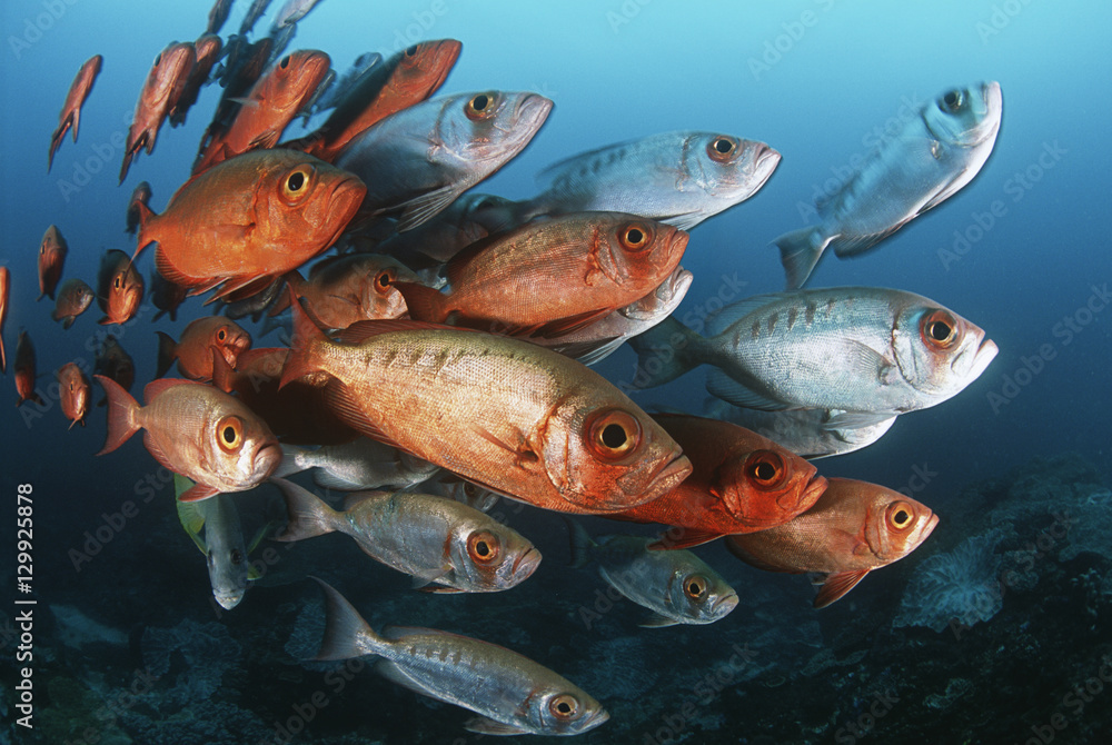 Fototapeta premium Mozambique Indian Ocean school of crescent-tail bigeyes (Priacanthus hamrur)