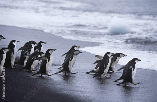 Canvas Print Chinstrap Penguins (Pygoscelis antarcticus) colony walking into sea