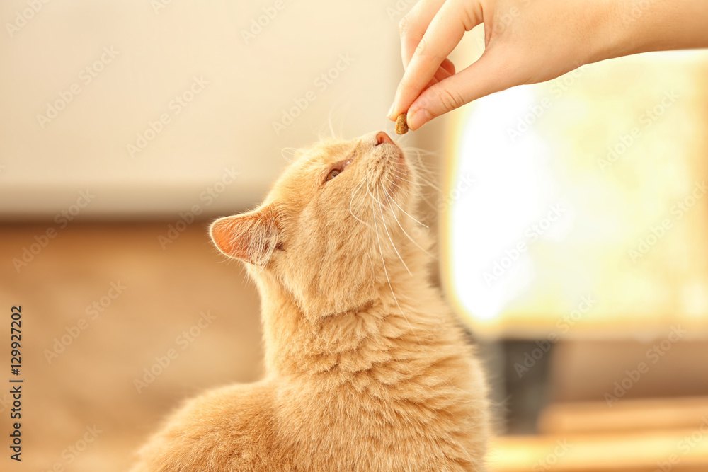 Young woman feeding her cute cat, close up view - obrazy, fototapety, plakaty 