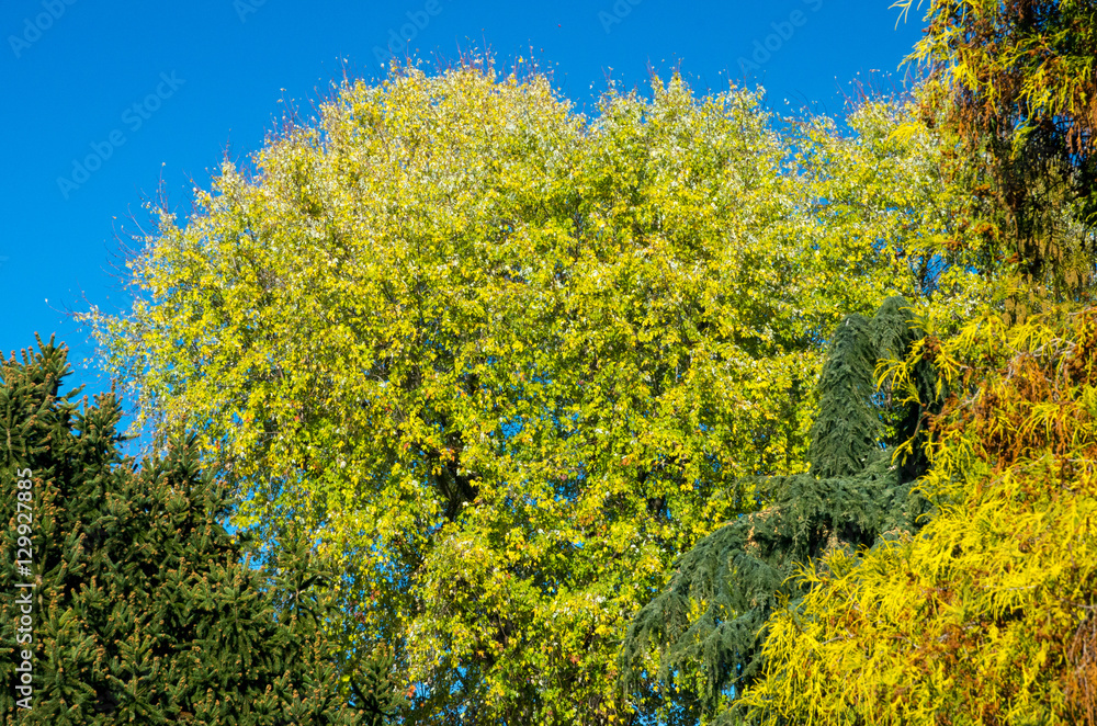 Fototapeta premium Autumn foliage.
