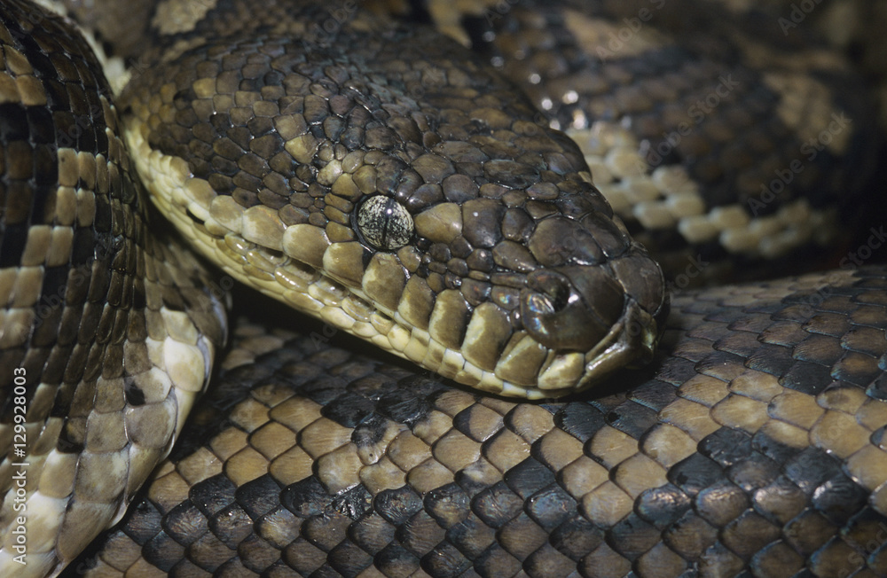 Carpet Python close-up Carpet Python close-up
