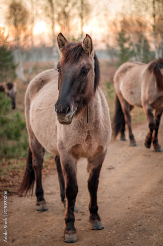 European wild horses © Rene