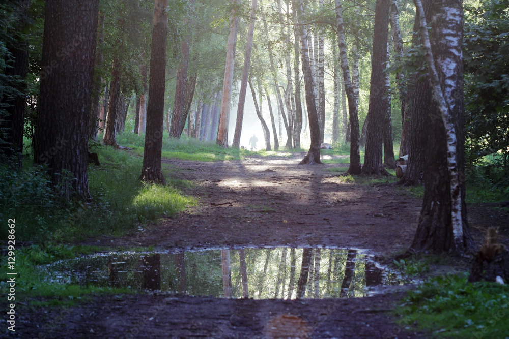 man walking through a fairytale morning forest. man walking through a fairytale morning forest.