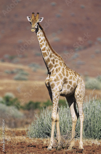 Maasai Giraffe  Giraffa Camelopardalus  on savannah
