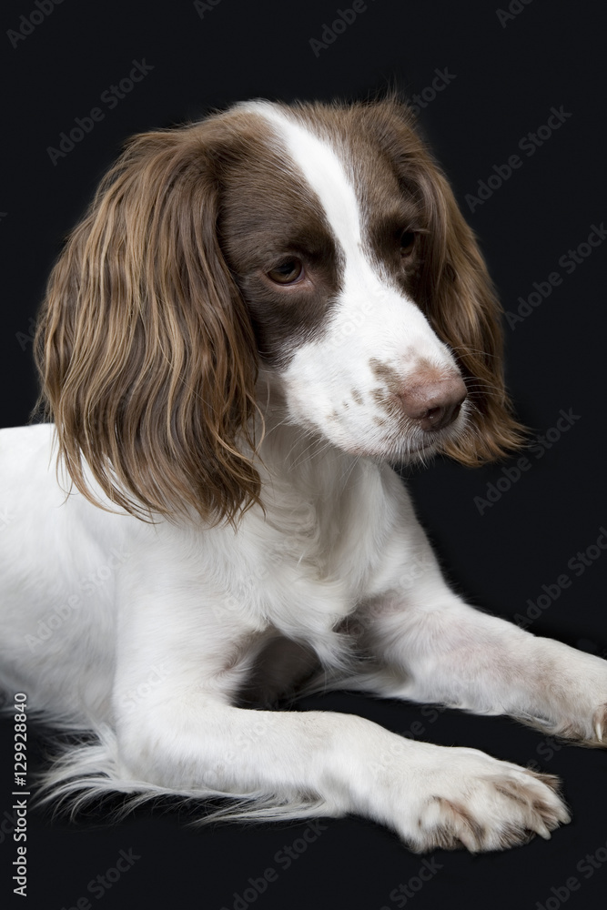 Side view of English Springer Spaniel against black background Side view of English Springer Spaniel against black background