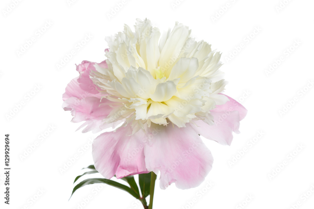 Yellowish pink peony flower with the shape anemone flowered isolated on white background.