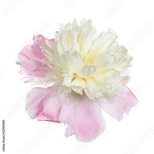 Fototapeta Naklejka Na Ścianę i Meble -  Yellowish pink peony flower with the shape anemone flowered isolated on white background.
