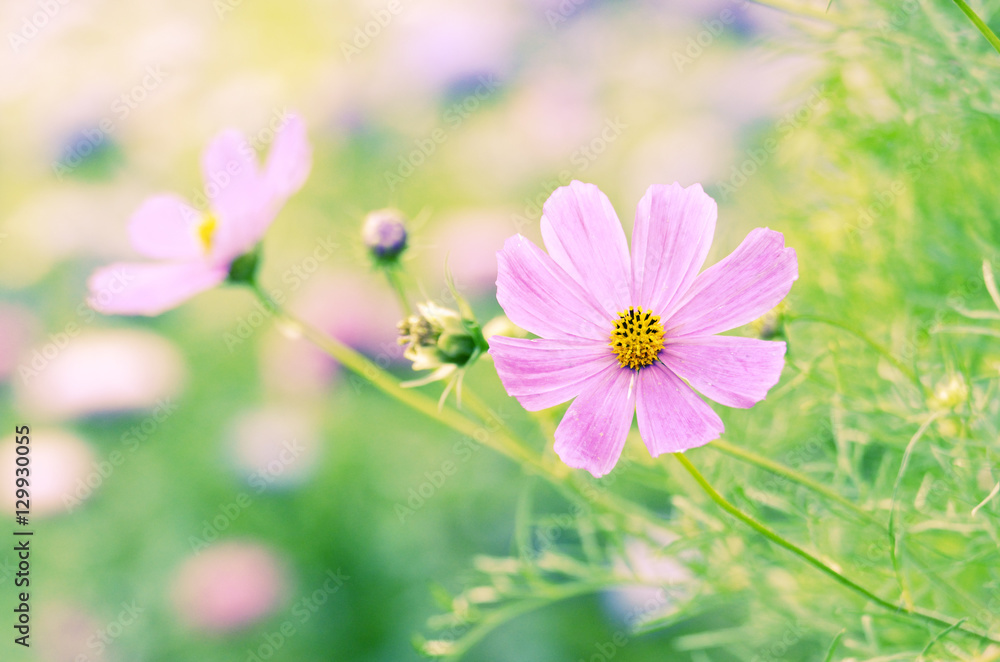 Cosmos flowers Cosmos flowers